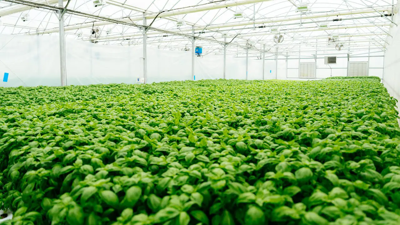 health-wellness-grown-farm-hydroponic-greens