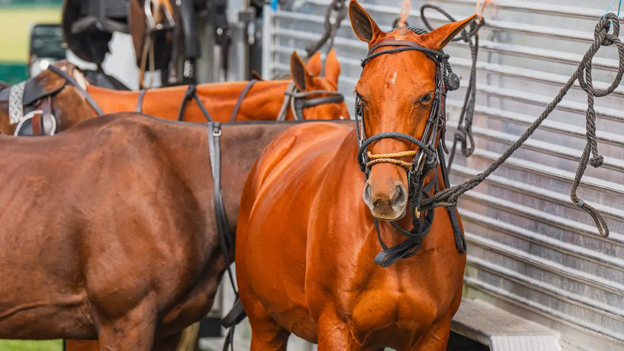 entertainment-venues-polo-club-horses