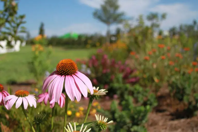 Swallowtail Recreation Center
Butterfly Garden