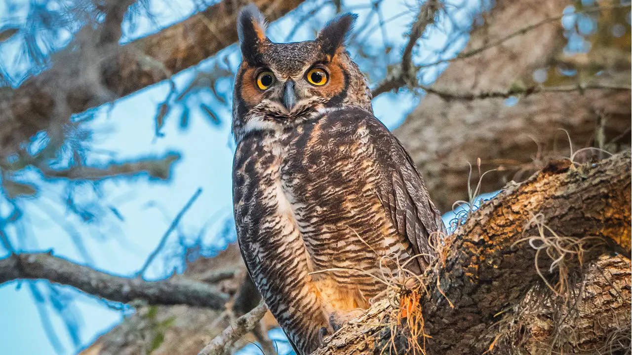 trails-pathways-nature-owl