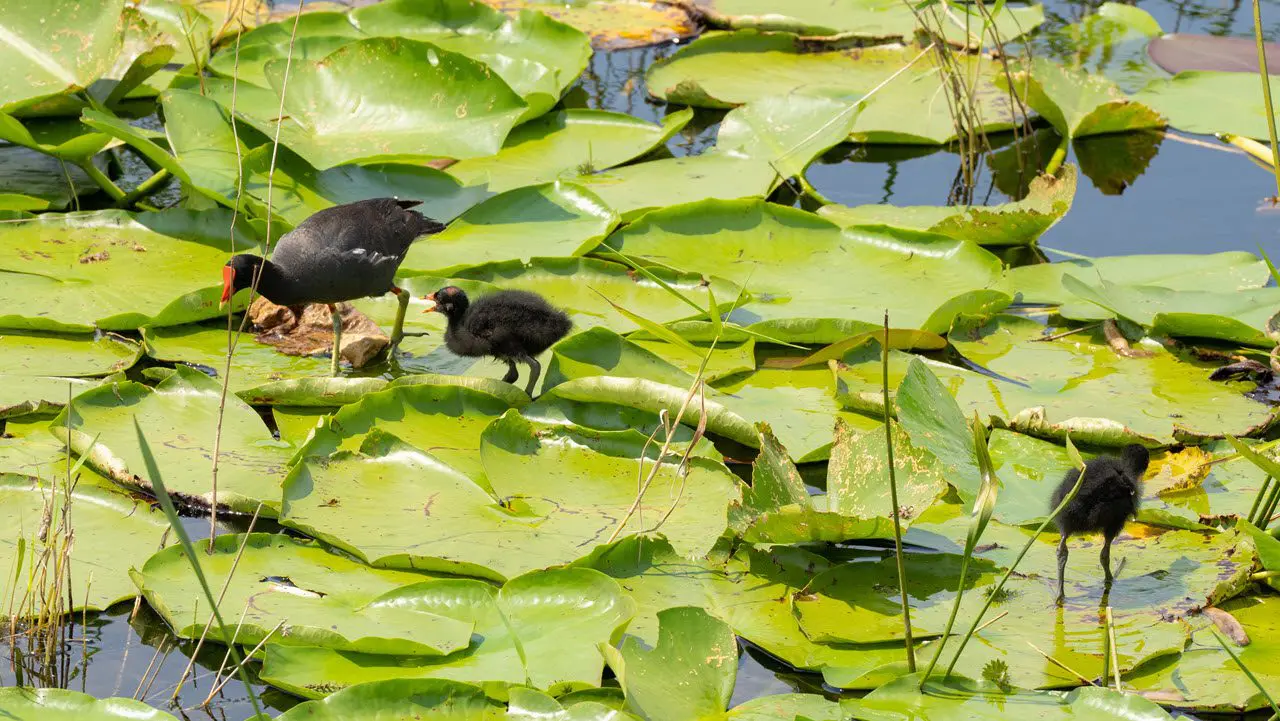 trails-pathways-nature-sharon-rose-wiechens-lily-pads