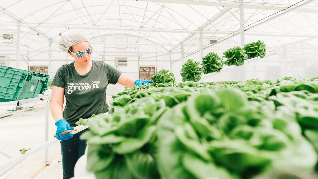health-wellness-grown-farm-greenhouse-lettuce