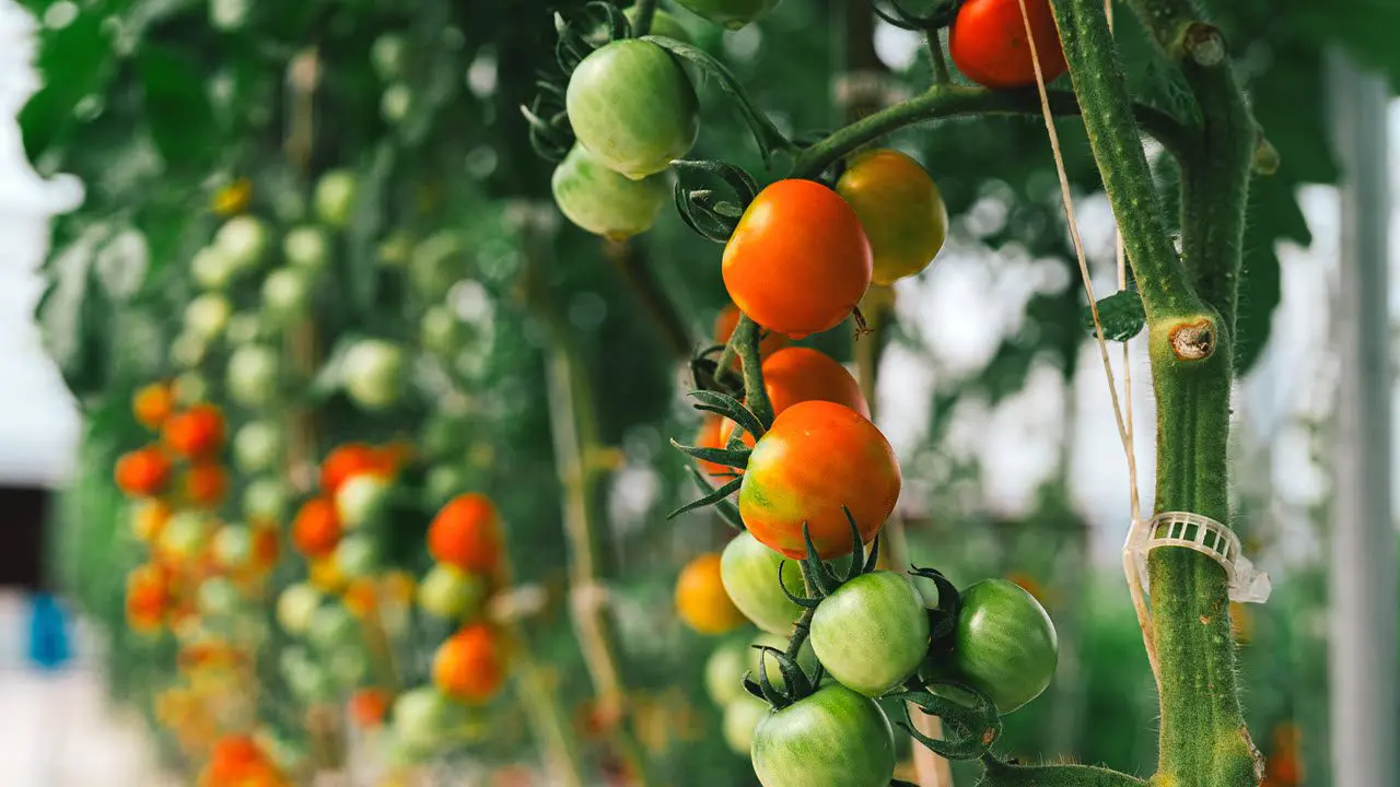 health-wellness-grown-farm-tomatoes-vine