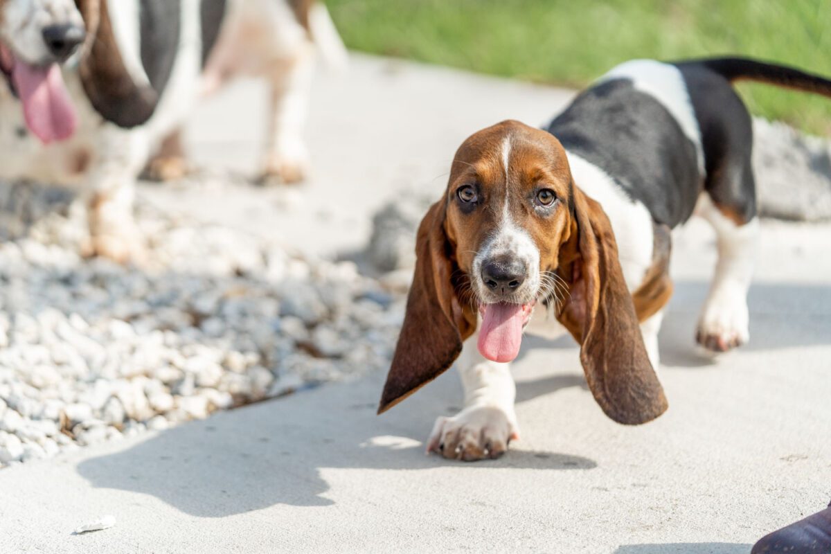 Rupert Dog Park in The Villages®